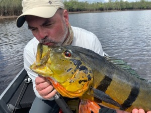 #amazonpeacockbass