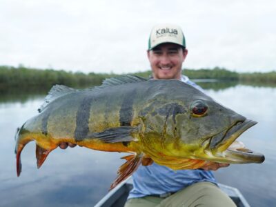 #amazonpeacockbass