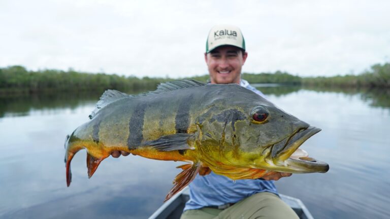 #amazonpeacockbass