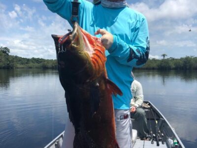 #amazonpeacockbass,#amazonpeacockbasstrip,#amazonhawghunter,peacockbass,#fishingtheamazon