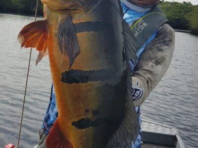 #amazonpeacockbass,#fishingforpeacockbas,#peacockbass